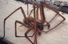 Ireland's 'giant spider invasion' is real... but here's what you need to know