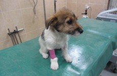 'Barbaric': Puppy had tail cut off before being abandoned