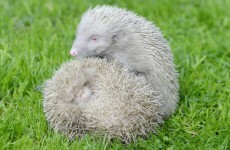 Just LOOK at these extremely rare albino hedgehogs that have just been rescued