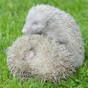 Just LOOK at these extremely rare albino hedgehogs that have just been rescued