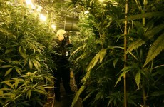 PSNI hands out "Scratch and Sniff" cards to combat cannabis cultivation