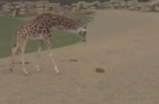 Watch: Curious giraffes try to make friends with a rabbit at Dublin Zoo