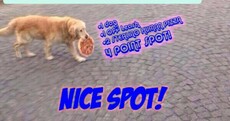 Weird Wide Web: Dogspotting, virtual reality teasing and bent iPhones