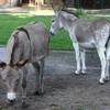 Conservatives tried to separate these donkeys because they kept having sex in public