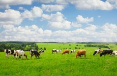 Woman killed in Roscommon farm accident
