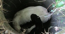 Foal rescued after falling down open manhole