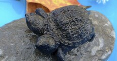 Woman discovers two-headed baby turtle, names it Frank and Stein