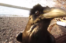 This raven actually talks, and it's utterly terrifying