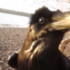 This raven actually talks, and it's utterly terrifying