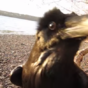 This raven actually talks, and it's utterly terrifying