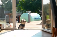 This dog does not understand the concept of doors