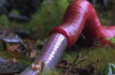 Can you make it through this video of a giant leech sucking down a huge worm?