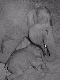 Dublin Zoo's baby elephant caught on camera cuddling up to its mammy will melt your heart