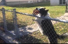 Dog tricks passing guy into playing never-ending game of fetch