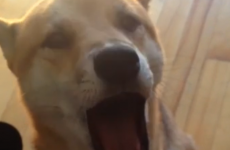 This dog ate all the cheese, and is consumed with guilt