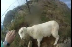 Oops! This guy's attempt to rescue a sheep ends in one epic fail