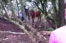 Cow missing for two months turns up alive on island with surprise companion