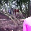Cow missing for two months turns up alive on island with surprise companion