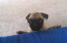 Tiny pug puppy unwittingly gives away her escape route