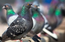 Chinese pigeons were given a rectal exam before a national day celebration