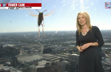 Weather reporter terrified by 'giant bee' live on air