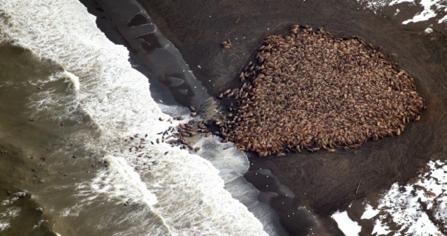 Why are 35,000 walruses gathering on this beach?