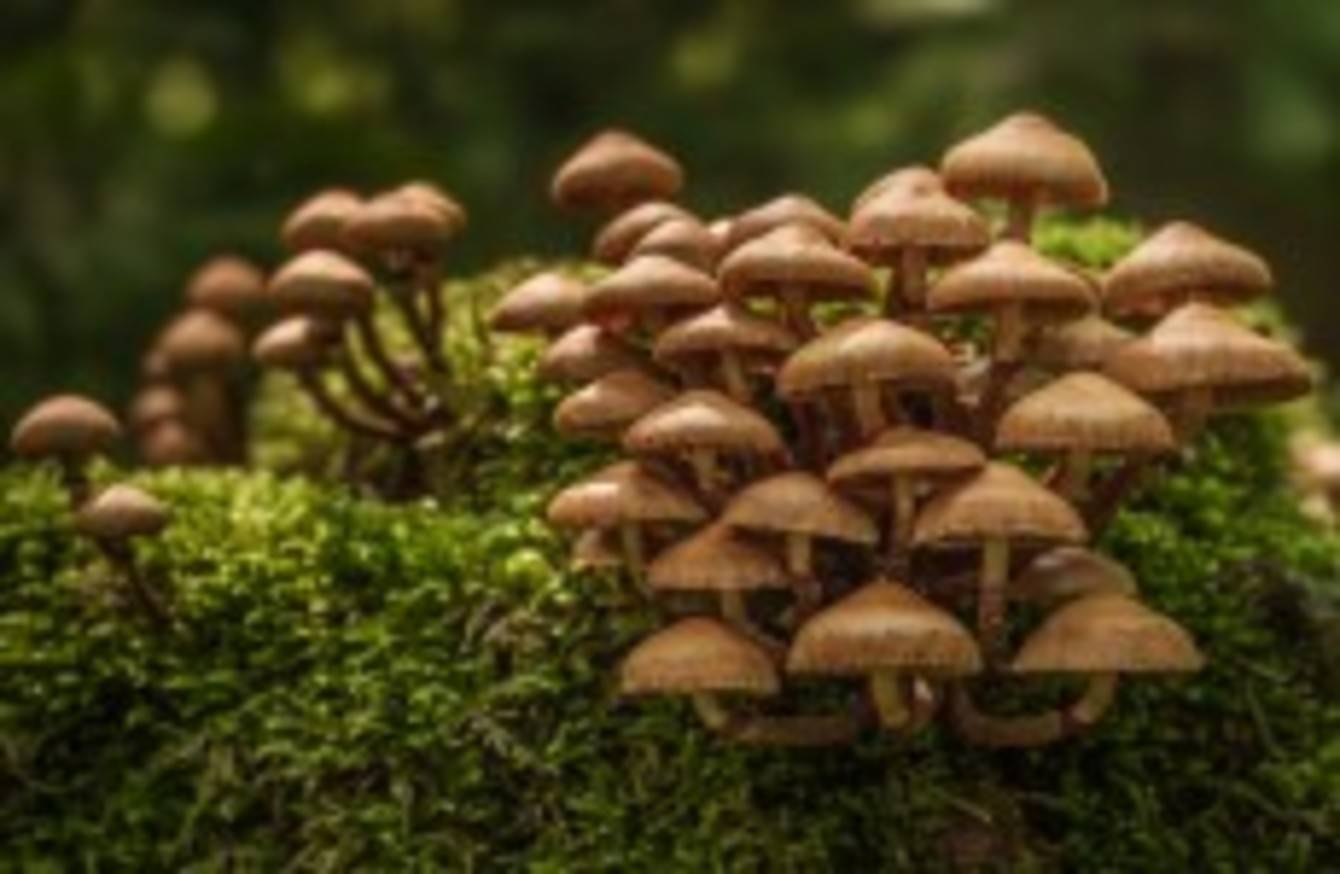Going Foraging This Autumn Stay Away From Those Wild Mushrooms