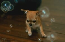 Tiny Chihuahua takes on bubbles, bubbles win