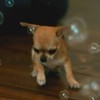 Tiny Chihuahua takes on bubbles, bubbles win