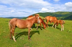 Guidelines banning cruelty to horses by traders introduced