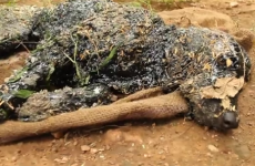 This heartwarming video capturing a dog being rescued will give you all the feels
