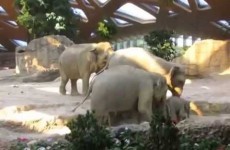 Baby elephant takes a tumble, mammy storms to the rescue