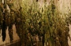 "Elaborate" cannabis growhouse uncovered in Longford bathroom