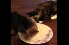 This Yorkie is NOT into sharing his breakfast