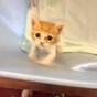 This tiny drumming kitten is the new soundtrack to your Saturday