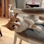 Save the date: Dublin's first cat café hopes to open its doors in September 2015