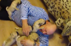 Tiny pug attack will cure you of any hint of Monday sadness