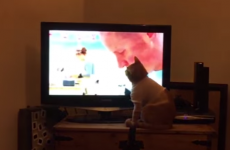 This poorly cat is Great British Bake Off's number one fan