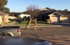 Watch two kangaroos having an epic brawl on Australian street