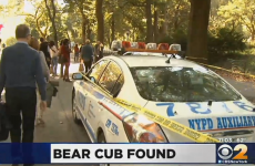 Baby bear found dead in Central Park, nobody knows where it came from