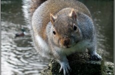 Would you eat a squirrel burger?