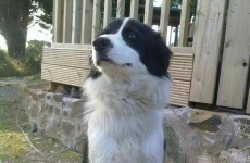 Two men jailed over family dog being set on fire