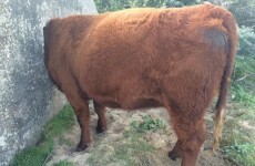 Fire crews rush to rescue poor pregnant cow stuck in window