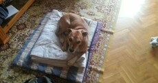 Ebola: Outrage as Spanish authorities plan to euthanise pet dog of infected nurse