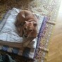 Ebola: Outrage as Spanish authorities plan to euthanise pet dog of infected nurse