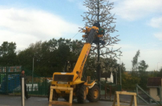 Not to alarm you, but a Christmas tree has been spotted in Cork