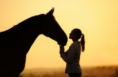 Here's what's being done about people abandoning 'useless' foals