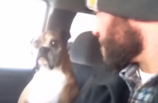 This dog is NOT in the mood for its owner's silly games