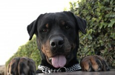 Do we need to change the law on dangerous dogs?