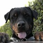 Do we need to change the law on dangerous dogs?